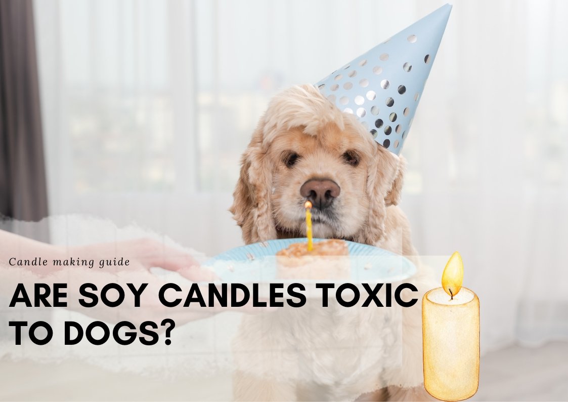Are Soy Candles Toxic To Dogs?
