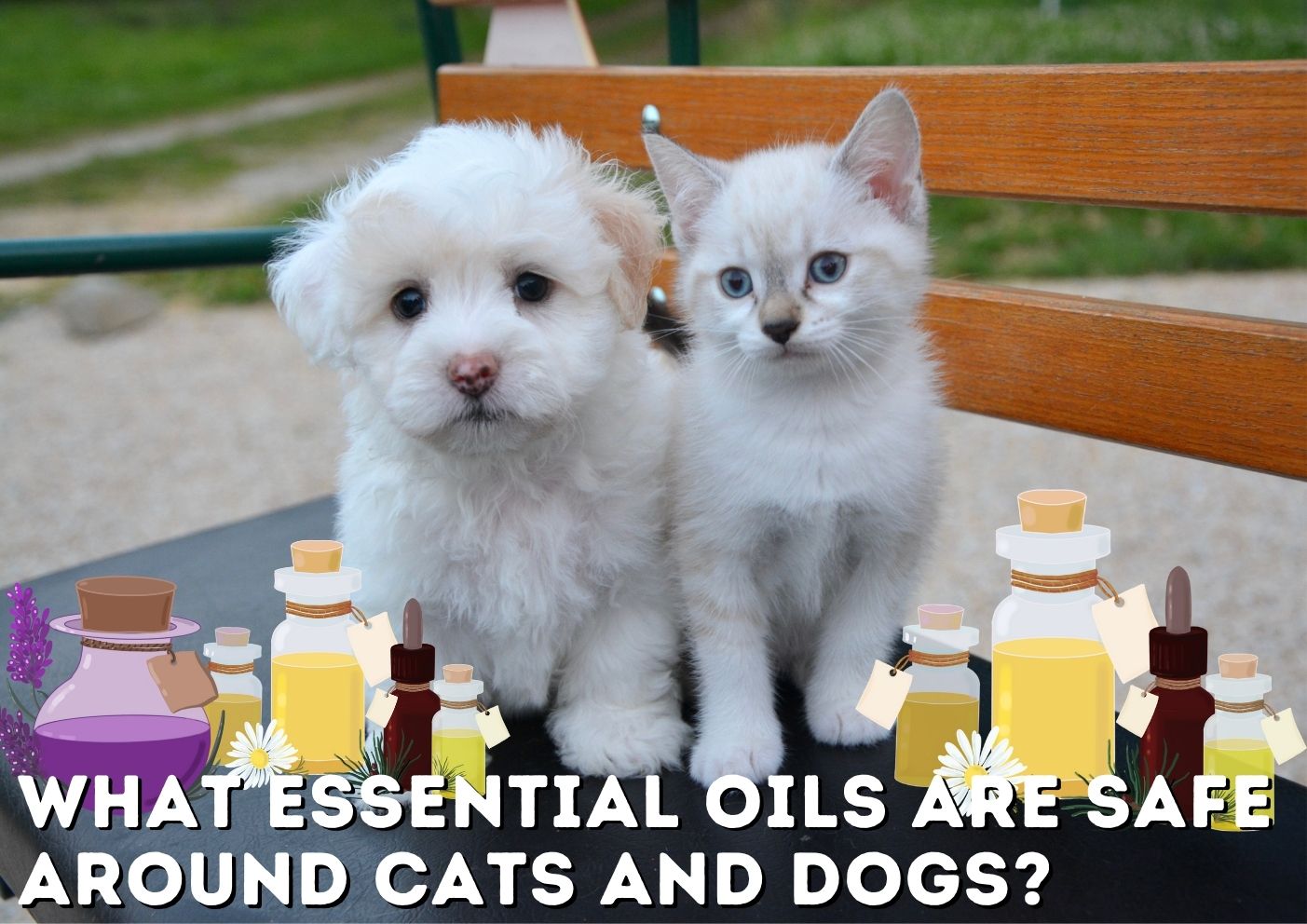 What essential oils are safe around cats and dogs?