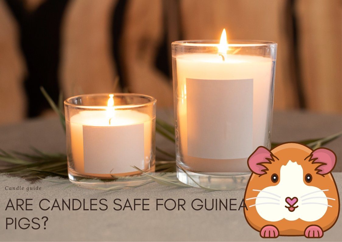 Are Candles Safe For Guinea Pigs? - Suffolk Candles
